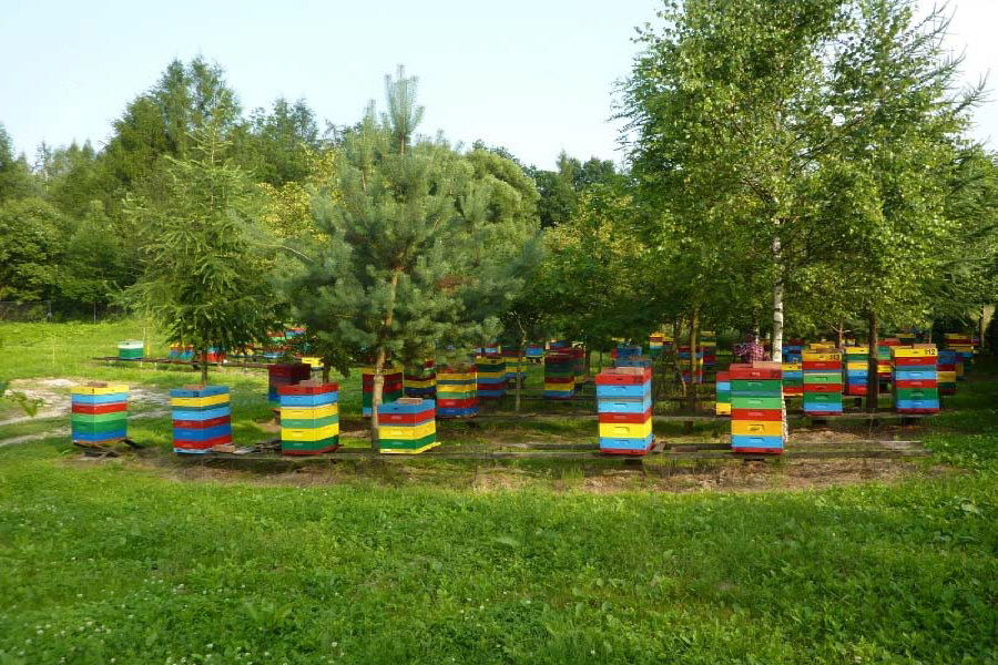 MIODOLAND Lenkijos bičių motinėlių aviliai, deponuojantys medų Lenkija 02