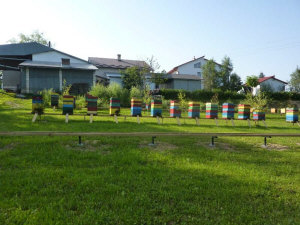MIODOLAND Lenkijos bičių motinėlių aviliai, deponuojantys medų Lenkija 12