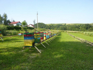 MIODOLAND Lenkijos bičių motinėlių aviliai, deponuojantys medų Lenkija 13
